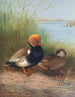 Fuligule milouin à crête rouge - Otto Murray Dixon — visning af kunstværket