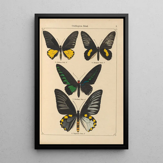 Otto Staudinger - Exotische schmetterlinge Pl002.webp