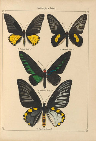 Otto Staudinger - Exotische schmetterlinge Pl002.webp