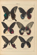 Papillons exotiques Pl005 - Otto Staudinger — visning af kunstværket