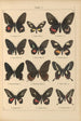 Papillons exotiques Pl009 - Otto Staudinger — visning af kunstværket