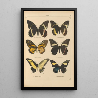 Otto Staudinger - Exotische schmetterlinge Pl010.webp