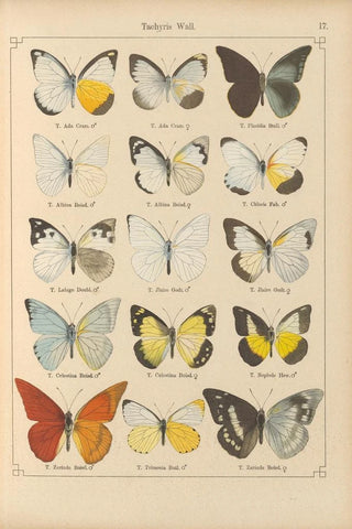 Otto Staudinger - Exotische schmetterlinge Pl017.webp