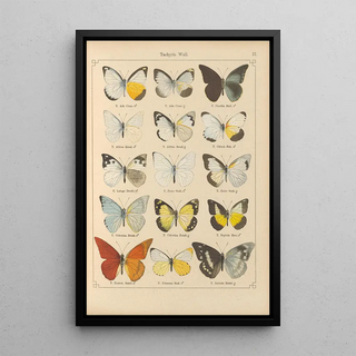 Otto Staudinger - Exotische schmetterlinge Pl017.webp