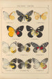 Papillons exotiques Pl019 - Otto Staudinger — visning af kunstværket