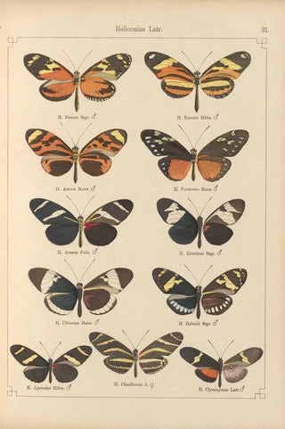 Otto Staudinger - Exotische schmetterlinge Pl031.webp