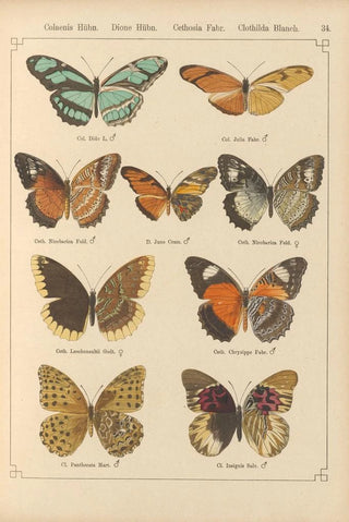 Otto Staudinger - Exotische schmetterlinge Pl034.webp