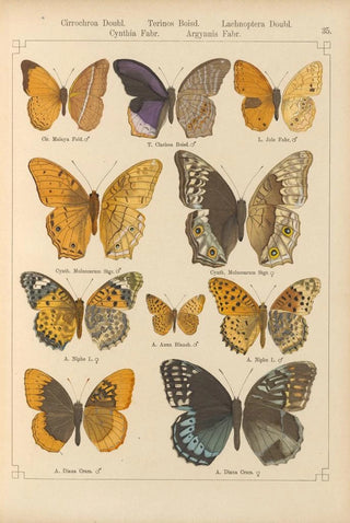 Otto Staudinger - Exotische schmetterlinge Pl035.webp