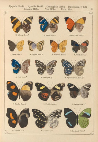 Otto Staudinger - Exotische schmetterlinge Pl041.webp