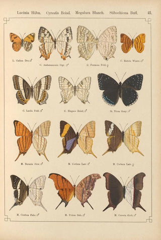 Otto Staudinger - Exotische schmetterlinge Pl045.webp