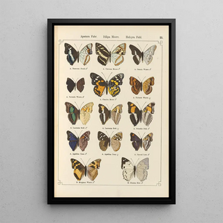 Otto Staudinger - Exotische schmetterlinge Pl055.webp