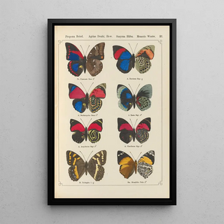 Otto Staudinger - Exotische schmetterlinge Pl057.webp