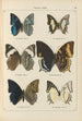 Papillons exotiques Pl059 - Otto Staudinger — visning af kunstværket