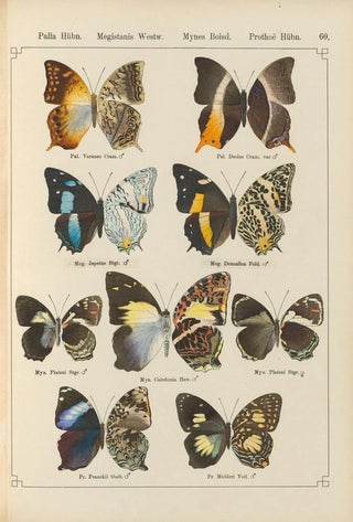 Otto Staudinger - Exotische schmetterlinge Pl060.webp