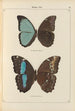 Papillons exotiques Pl068 - Otto Staudinger — visning af kunstværket