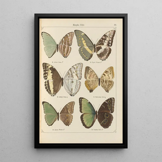 Otto Staudinger - Exotische schmetterlinge Pl069.webp