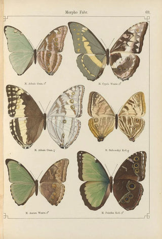 Otto Staudinger - Exotische schmetterlinge Pl069.webp