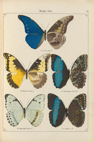 Otto Staudinger - Exotische schmetterlinge Pl070.webp