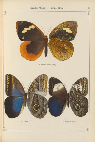 Otto Staudinger - Exotische schmetterlinge Pl073.webp