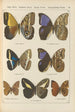 Papillons exotiques Pl076 - Otto Staudinger — visning af kunstværket