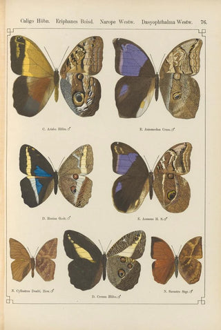 Otto Staudinger - Exotische schmetterlinge Pl076.webp