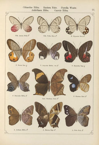 Otto Staudinger - Exotische schmetterlinge Pl077.webp