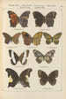 Papillons exotiques Pl079 - Otto Staudinger — visning af kunstværket