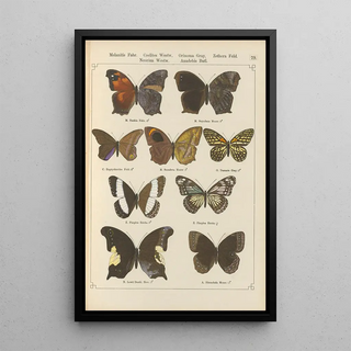 Otto Staudinger - Exotische schmetterlinge Pl079.webp