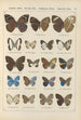 Papillons exotiques Pl080 - Otto Staudinger — visning af kunstværket
