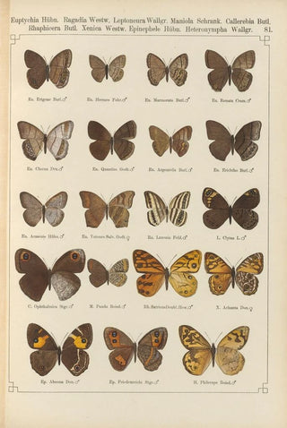 Otto Staudinger - Exotische schmetterlinge Pl081.webp