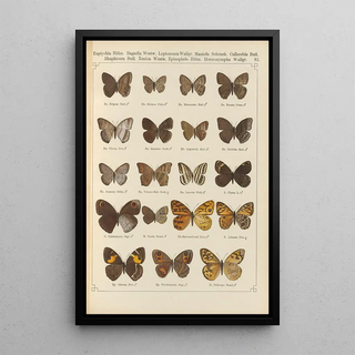 Otto Staudinger - Exotische schmetterlinge Pl081.webp