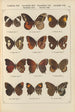 Papillons exotiques Pl084 - Otto Staudinger — visning af kunstværket