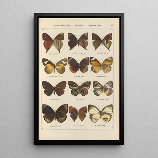 Otto Staudinger - Exotische schmetterlinge Pl086.webp