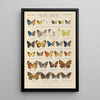 Otto Staudinger - Exotische schmetterlinge Pl093.webp