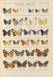 Papillons exotiques Pl093 - Otto Staudinger — visning af kunstværket
