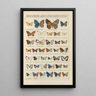 Otto Staudinger - Exotische schmetterlinge Pl094.webp