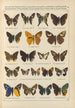 Papillons exotiques Pl098 - Otto Staudinger — visning af kunstværket