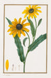 Rudbeckie hérissée - Pancrace Bessa — visning af kunstværket