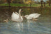 Cygnes et cygneaux - Patrick Downie — visning af kunstværket