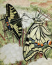 Le Machaon - Paul-André Robert — visning af kunstværket
