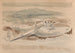 Le pillard sur les landes - Paul Nash — visning af kunstværket
