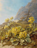 Primula auricula Primevères - Pauline Halm Flechner — visning af kunstværket