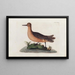 Icones rerum naturalium eller figurer illumineret af naturhistorie fra Nord Pl09 - Peder Ascanius — indrammet kunstværk på væggen