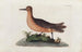 Icones rerum naturalium eller figurer illumineret af naturhistorie fra Nord Pl09 - Peder Ascanius — visning af kunstværket