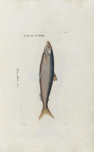 Peder Ascanius - Icones rerum naturalium ou figures enlumines dhistoire naturelle du nord Pl29.webp