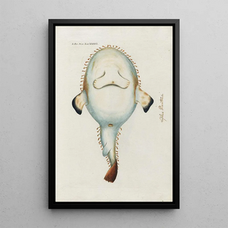 Peder Ascanius - Icones rerum naturalium ou figures enlumines dhistoire naturelle du nord Pl36.webp