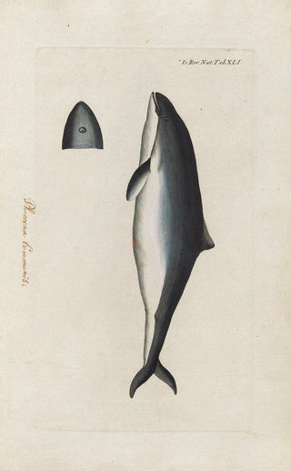 Peder Ascanius - Icones rerum naturalium ou figures enlumines dhistoire naturelle du nord Pl41.webp