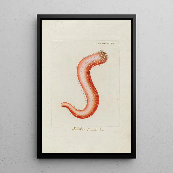 Icones rerum naturalium eller figurer illumineret af naturhistorie fra Nord Pl44 - Peder Ascanius — indrammet kunstværk på væggen