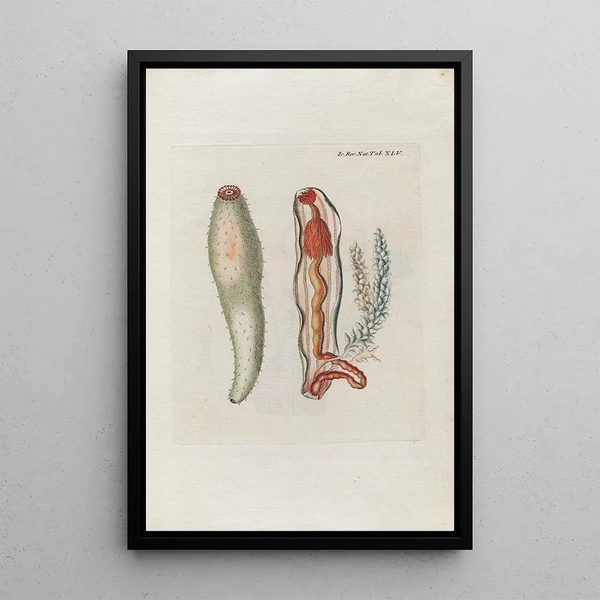 Icones rerum naturalium ou figurer illumineret af naturhistorie fra Nord Pl45 - Peder Ascanius — indrammet kunstværk på væggen
