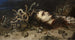 Tête de Méduse - Peter Paul Rubens — visning af kunstværket